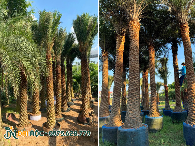 Hình ảnh vườn dưỡng ủ chà là cổ thụ quy mô lớn của Cây Xanh Đại Mộc