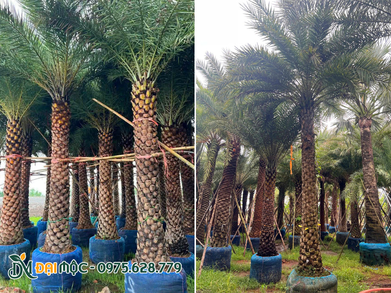 Hàng trăm gốc cây chà là cổ thụ đẹp đang có mặt tại bãi ủ của Đại Mộc