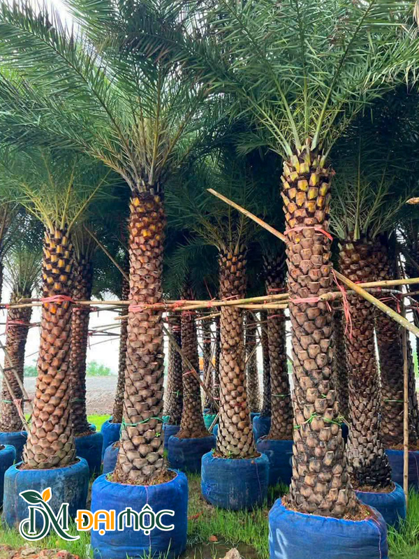 Cây Chà Là Cổ Thụ
