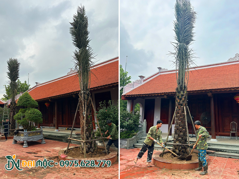 Trồng cây chà là cổ thụ đối xứng trước nhà thờ họ