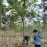 Cây hoa trắng tây bắc công trình