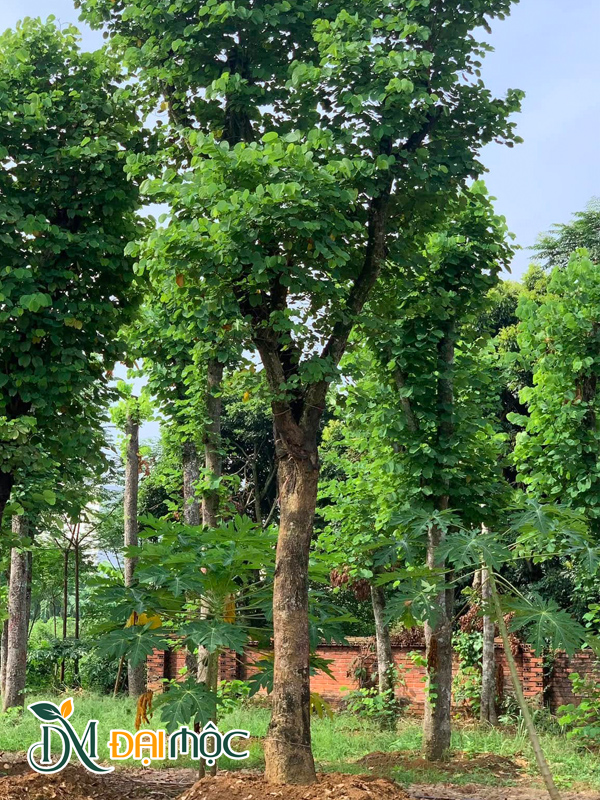 Ban Tây Bắc Cổ Thụ