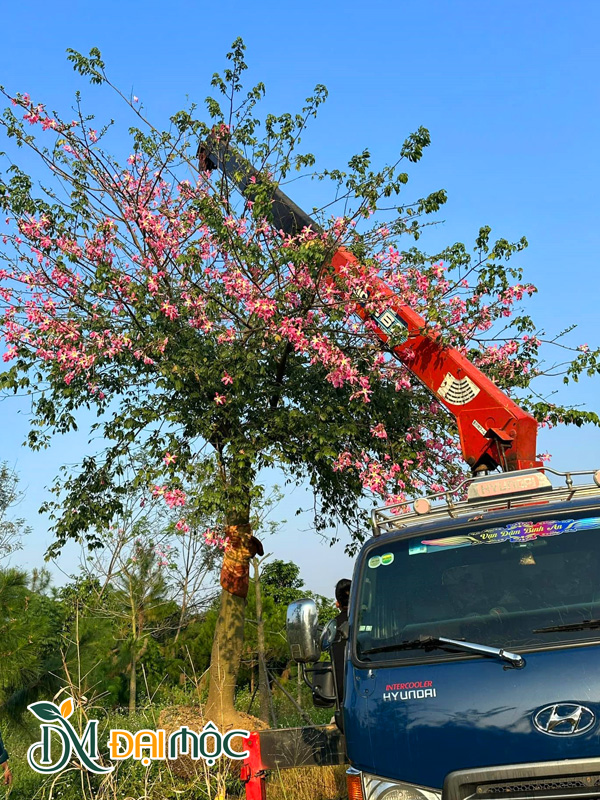 Xe cẩu tự hành đang cẩu cây mỹ nhân cổ thụ lên thùng xe
