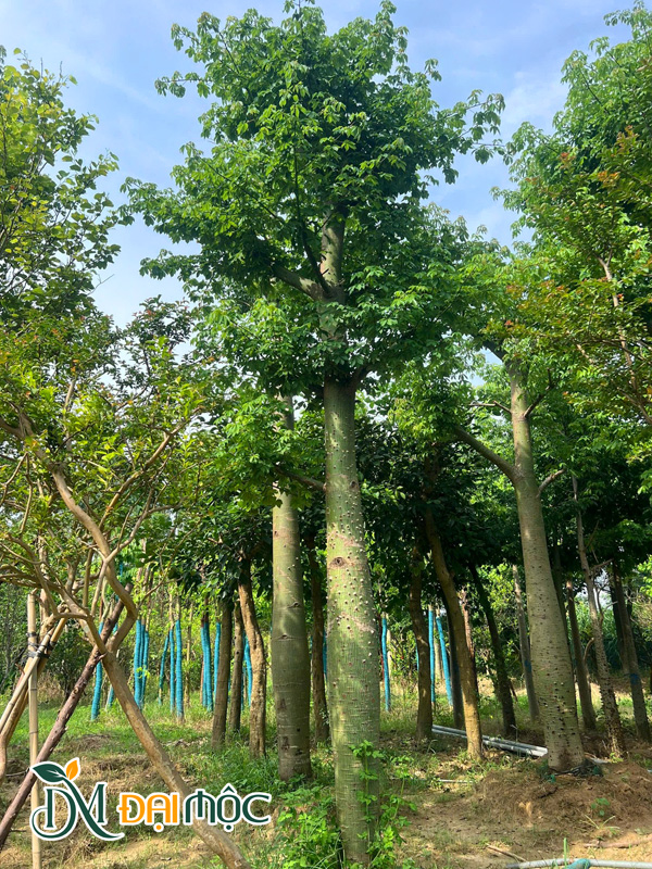 Cây đã dâm ủ hơn 1 năm, thân cây có màu xanh lá đậm