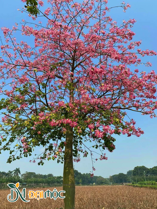 Cây mỹ nhân cổ thụ nở rộ hoa