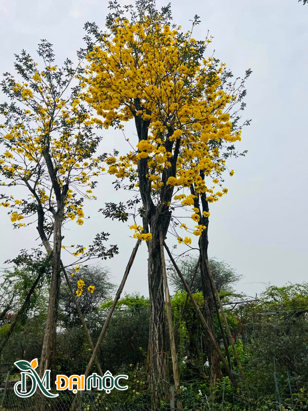 Phong linh hoa vàng cổ thụ dáng thẳng tắp, đã ra hoa