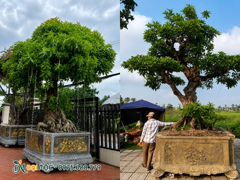Cây lộc vừng cổ thụ dáng trực trồng trong chậu