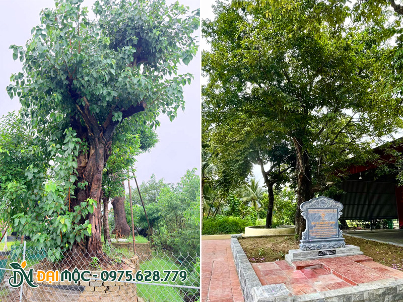 Cây bồ đề và cây thị cổ thụ trồng khu tâm linh