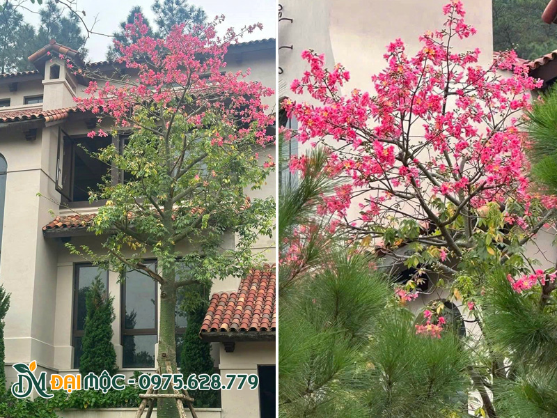 Cây hoa mỹ nhân cổ thụ trồng sân vườn biệt thự hạng sang