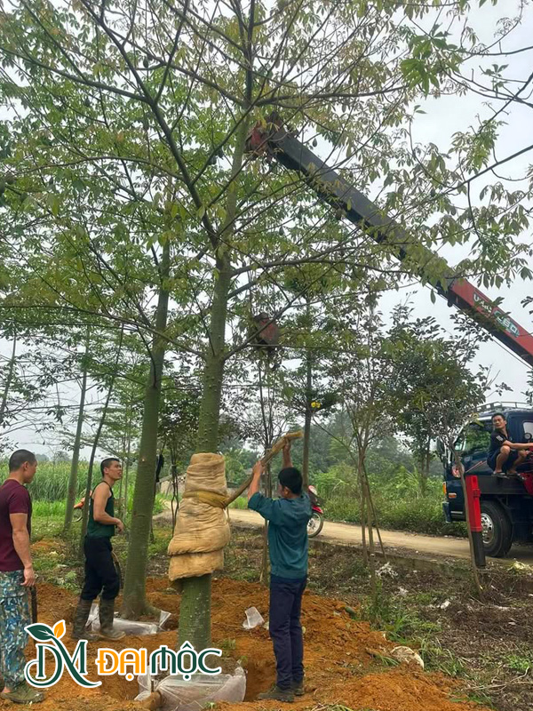 Khoanh bầu cây hoa mỹ nhân cổ thụ
