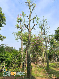 Cây hoa mỹ nhân cổ thụ đã dâm ủ, cao 7 - 8m