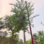 Cây mỹ nhân cổ thụ đường kính gốc 35cm