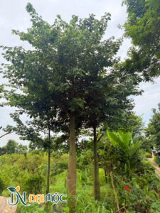 Cây mỹ nhân cổ thụ thoát thân cao 3m