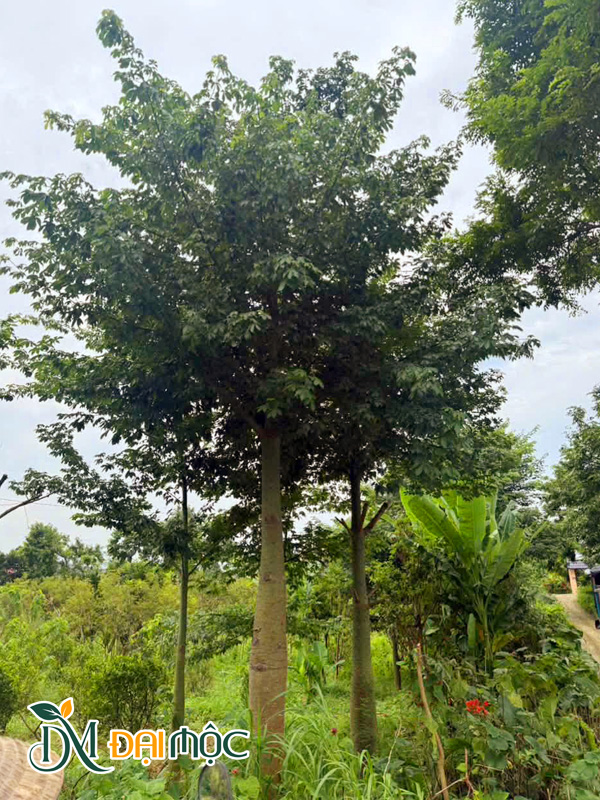 Cây mỹ nhân cổ thụ thoát thân cao 3m