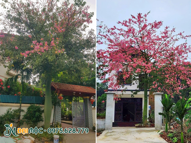 Cây hoa mỹ nhân cổ thụ trồng trước cổng nhà biệt thự