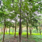 Mỹ nhân lâu năm vanh gốc 90cm