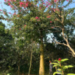 Mỹ nhân cổ thụ vanh gốc 130cm