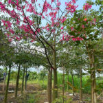 Cây hoa mỹ nhân công trình