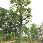 Cây hoa mỹ nhân cổ thụ đường kính gốc 30 - 40cm