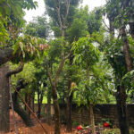 Phong linh tím dâm ủ đk gốc 25cm