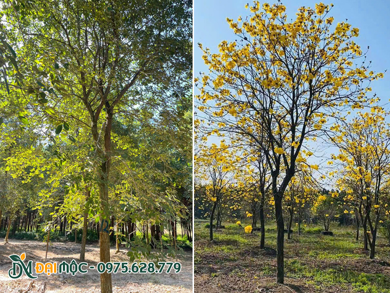 Cây phong linh cổ thụ hoa vàng đường kính gốc 15 - 20cm