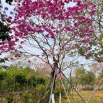 Phong linh hoa tím đường kính gốc 15cm
