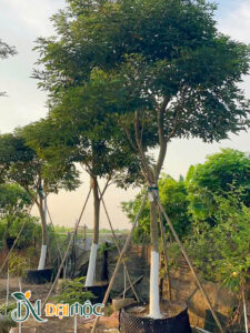 Phong Linh Tím Cổ Thụ