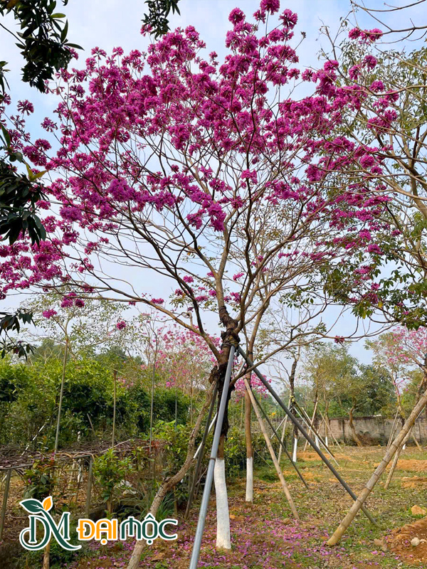 Phong Linh Tím Cổ Thụ