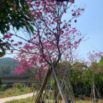 Phong linh tím đại thụ đường kính gốc từ 30cm