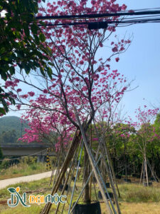 Cây phong linh tím đại thụ cao 7 - 8m