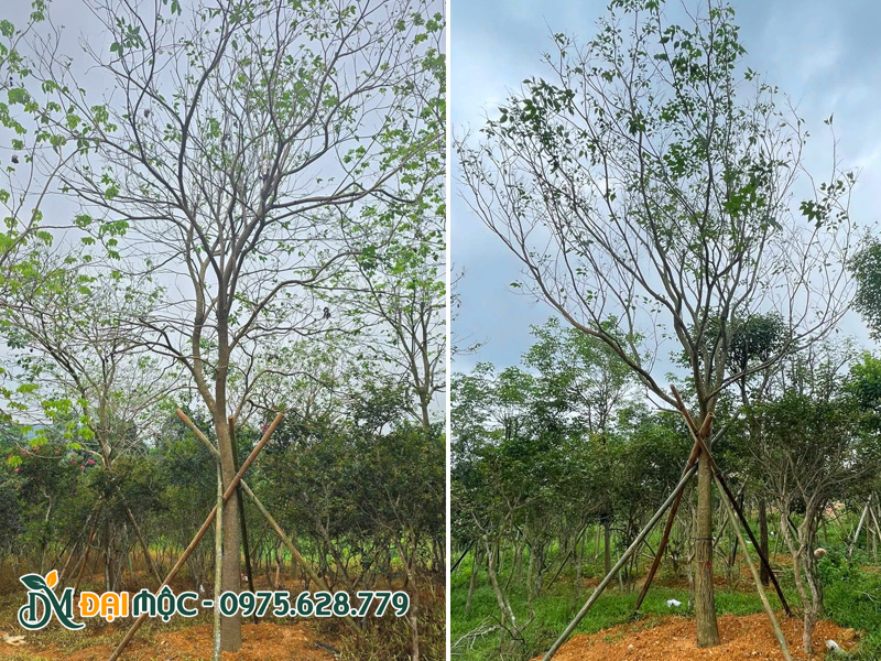 Trồng và chăm sóc cây phong linh tím cổ thụ, cây đã ra lộc non khỏe mạnh