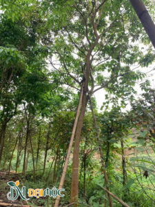 Phong linh tím cổ thụ đường kính gốc 20cm
