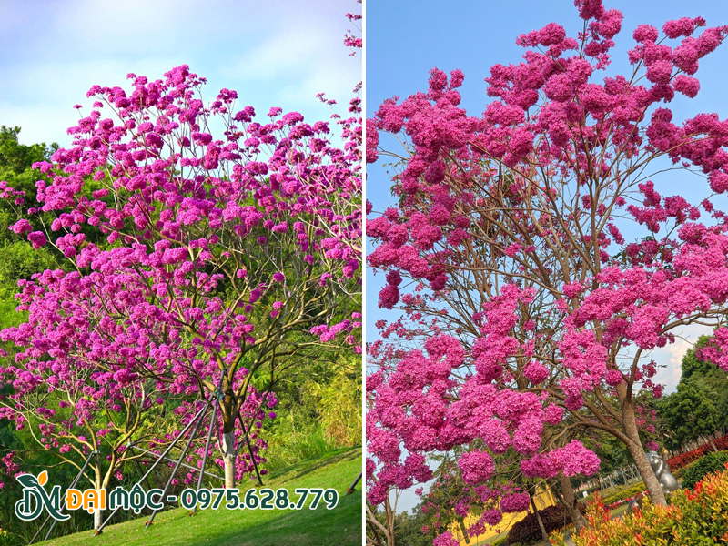 Phong linh hoa tím trồng tạo điểm nhấn cho công viên