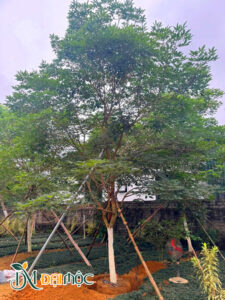 Bứng thẳng cây hoa phong linh tím cổ thụ cao 6m