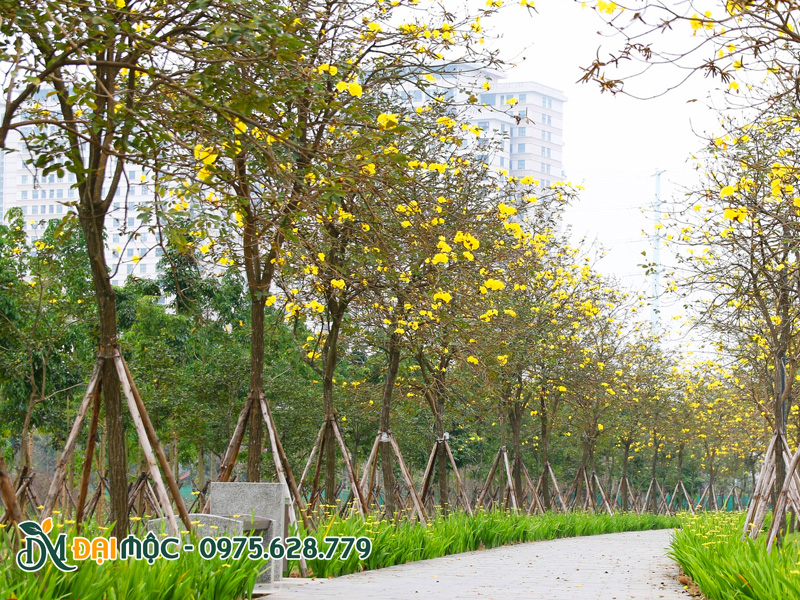 Hàng cây phong linh vàng cổ thụ trồng hàng dài dọc lối đi bộ