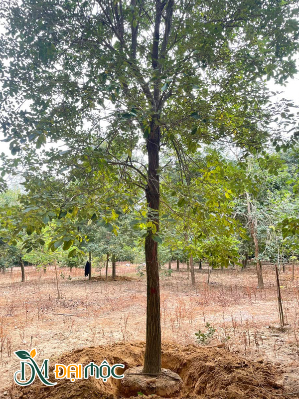 Khoanh và bứng bầu cây phong linh cổ thụ hoa vàng