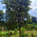 Phong linh hoa vàng đường kính gốc 15cm