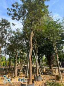 Cây thoát thân 3m đang dưỡng ủ trong bầu nổi