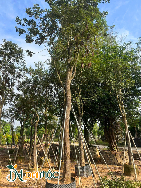 Cây thoát thân 3m đang dưỡng ủ trong bầu nổi