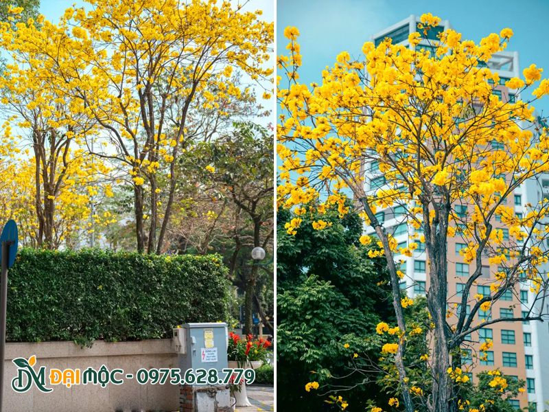 Phong linh hoa vàng cổ thụ trồng sân vườn biệt thự