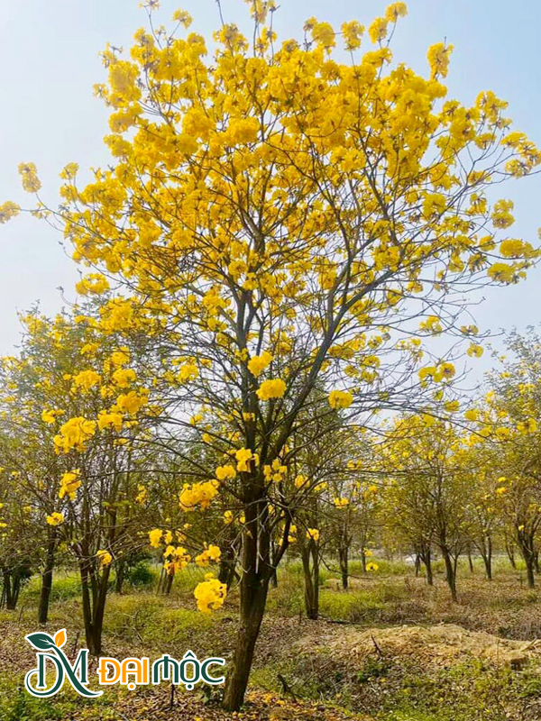 Phong Linh Vàng Cổ Thụ