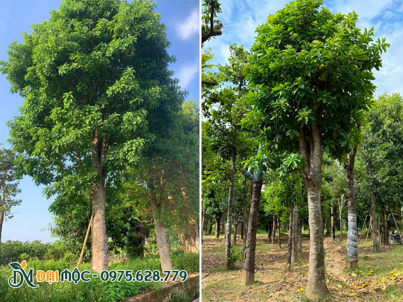 Cây sala cổ thụ đã dưỡng ủ 2 - 3 năm, chiều cao khoảng 7m