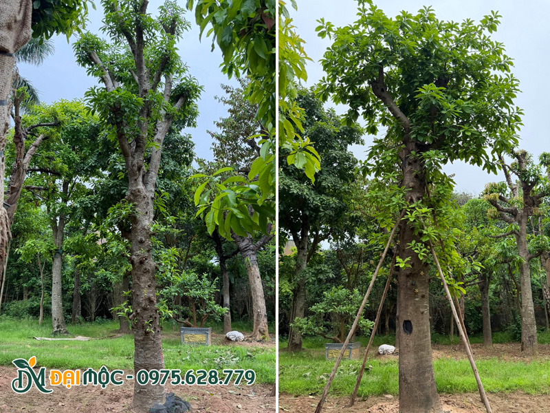 Vườn dưỡng ủ cây sala đại thụ nhiều năm