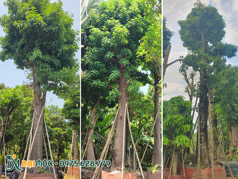 Sala cổ thụ đã dưỡng ủ kỹ tại vườn ở Đồng Tháp