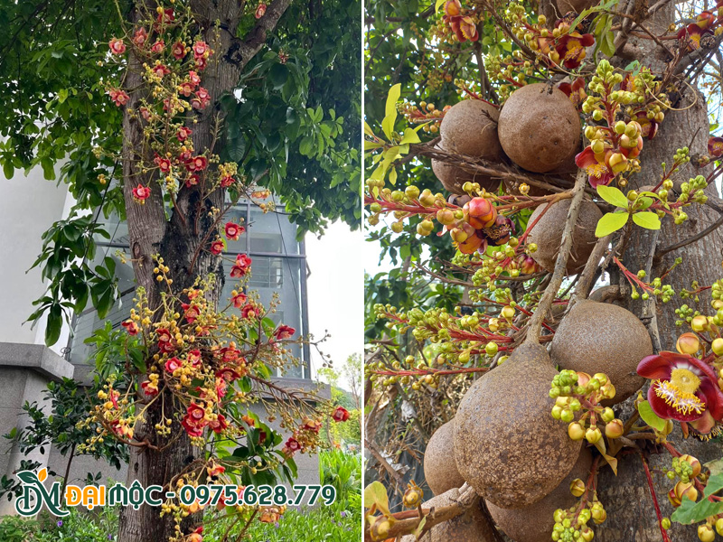 Cây sala cổ thụ hoa nở rực, quả sai trĩu trên thân cây