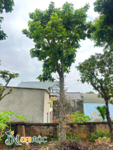 Cây có thoát thân cao hơn 3m, dáng thẳng đẹp