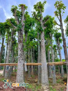 Cây Sala Cổ Thụ (Ngọc Kỳ Lân)
