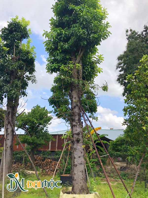 Cây Sala Cổ Thụ