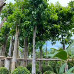 Cây sala công trình tuyển chọn kỹ, giá tốt