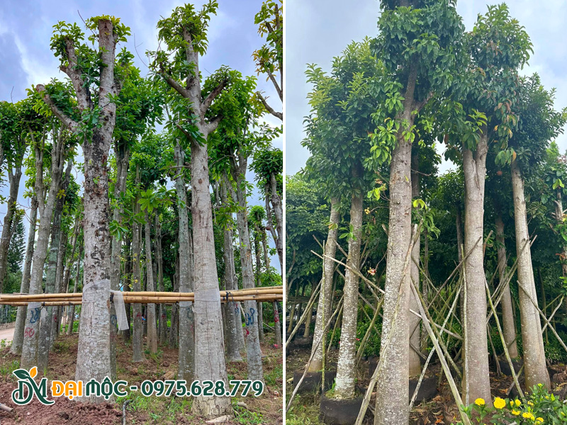 Bãi dưỡng ủ cây sala cổ thụ số lượng lớn